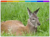 Dibang Wildlife Sanctuary Arunachal Pradesh