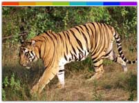 Tiger at Mehao Wildlife Sanctuary Arunachal Pradesh