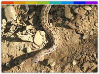 Snake at Namdapha National Park Arunachal Pradesh