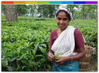 Assam Tea Garden in the North East of India