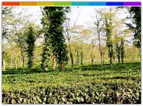 Dibrugarh Tea City Assam