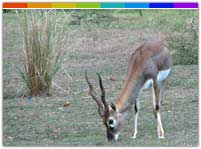 Ngengpui Wildlife Sanctuary, Mizoram