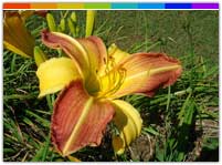 Jawaharlal Nehru Botanical Garden, Sikkim