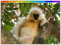 Golden Langur in Trishna Wildlife Sanctuary, Tripura