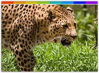 North East India Wildlife, North East India Wildlife Sanctuary